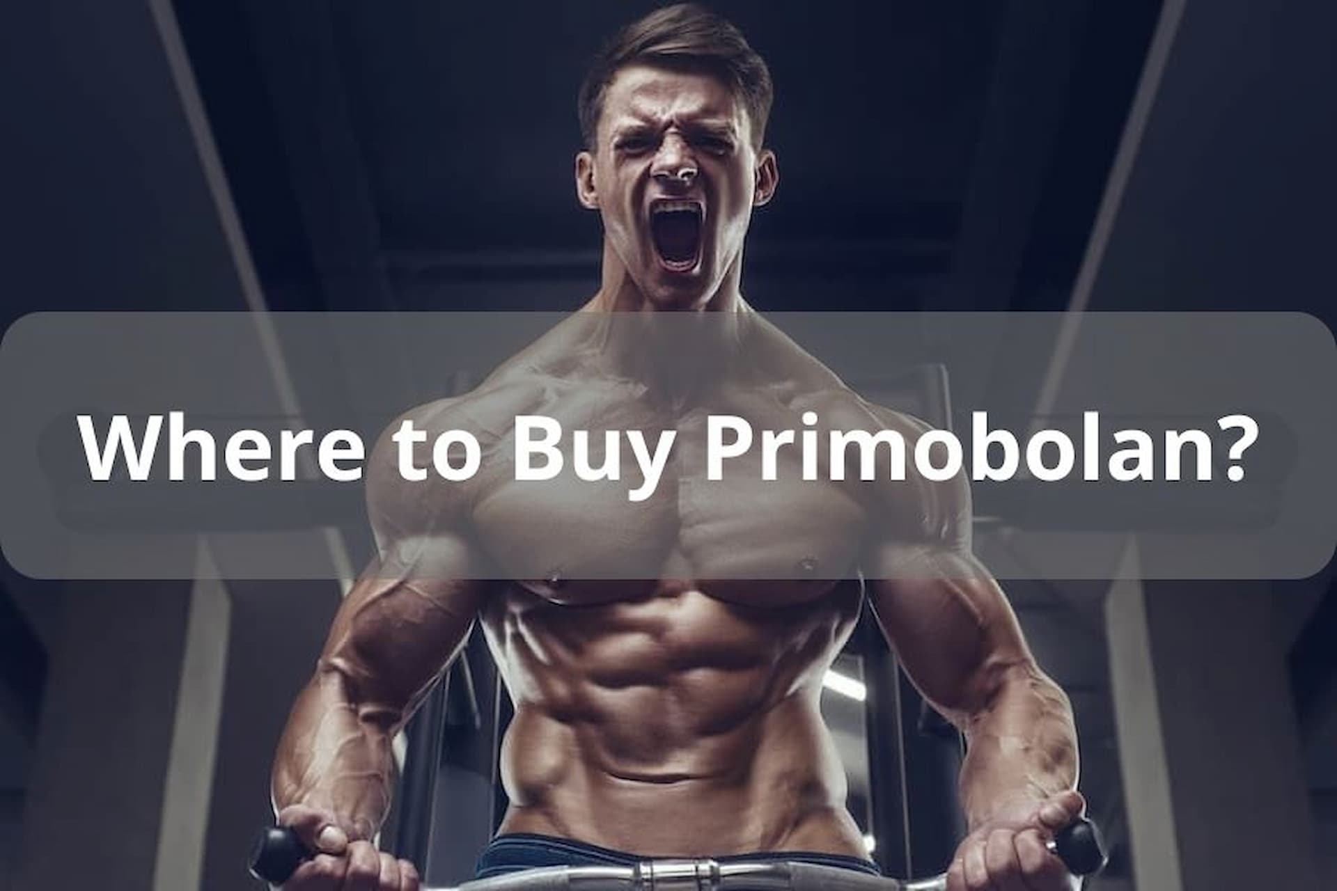 Where to Buy Primobolan